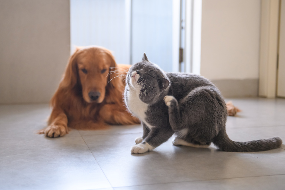 Parasieten bij huisdieren: een risico voor honden en katten