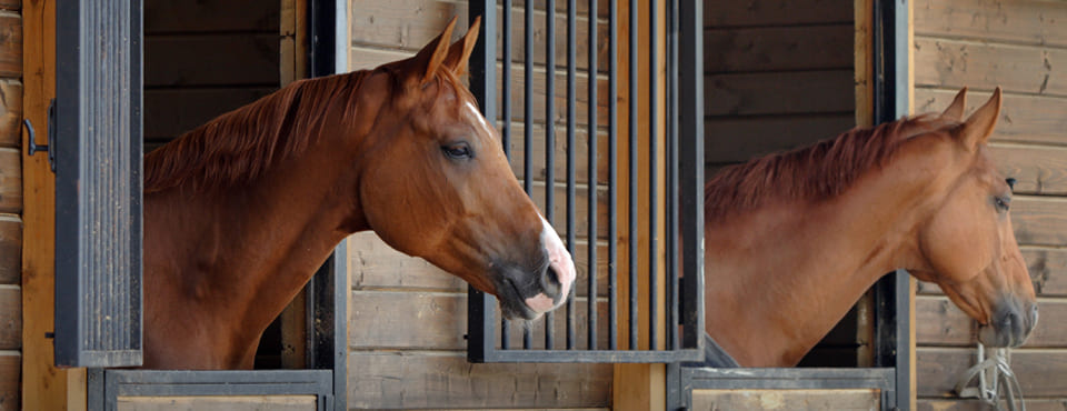 Droes bij paarden