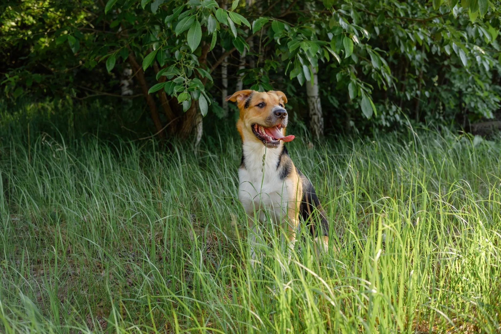 tricolor-monrel-dog-sitting-grass-scaled-1