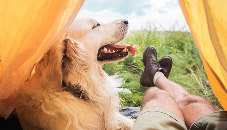 gelukkige hond in tent